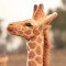 Peluche Girafe 80 cm - miniature variant 3