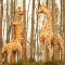 Peluche Girafe 80 cm - miniature variant 5