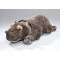 Peluche Hippopotame np - gris 42 cm - miniature variant 2