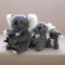 Peluche Koala blanc 30 cm - miniature variant 5