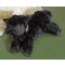 Peluche Mouton 18 cm - miniature