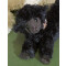 Peluche Mouton 18 cm - miniature variant 1