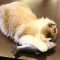 Peluche Poisson a- 20 cm - miniature variant 6