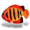 Peluche Poisson multicolore 20 cm - miniature variant 3