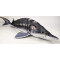 Peluche Poisson 125 cm - miniature variant 3
